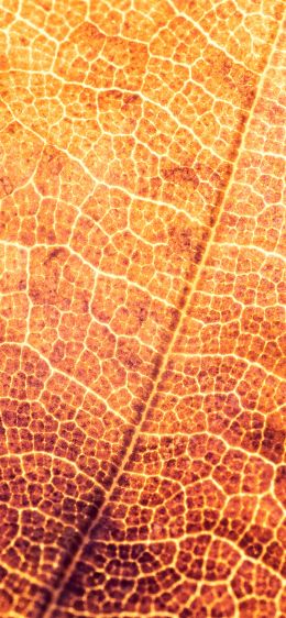 yellow leaf, macro Wallpaper 1125x2436