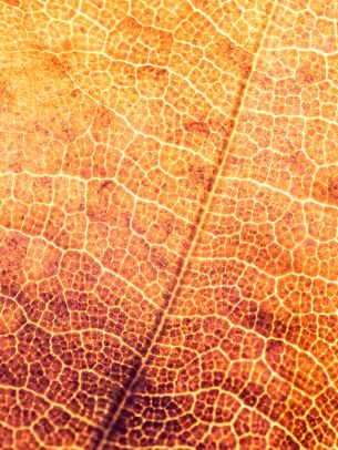 yellow leaf, macro Wallpaper 1668x2224