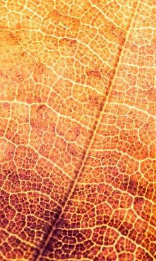 yellow leaf, macro Wallpaper 1200x2000