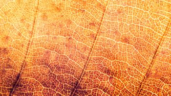 yellow leaf, macro Wallpaper 1600x900