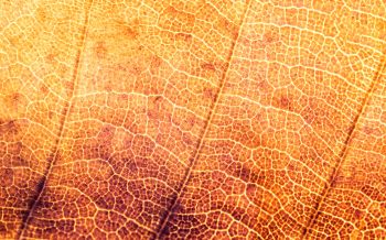 yellow leaf, macro Wallpaper 2560x1600