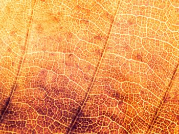 yellow leaf, macro Wallpaper 800x600