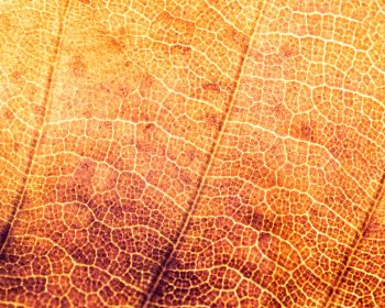 yellow leaf, macro Wallpaper 1280x1024