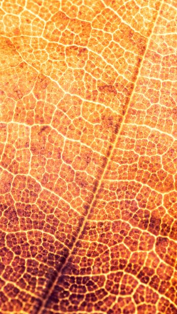 yellow leaf, macro Wallpaper 640x1136