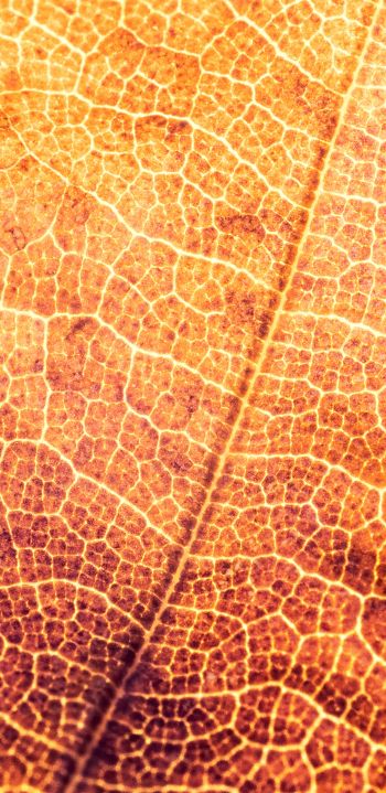 yellow leaf, macro Wallpaper 1080x2220
