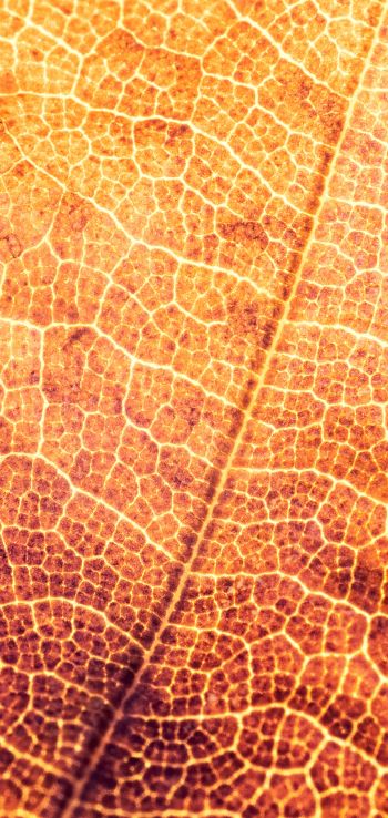 yellow leaf, macro Wallpaper 1440x3040