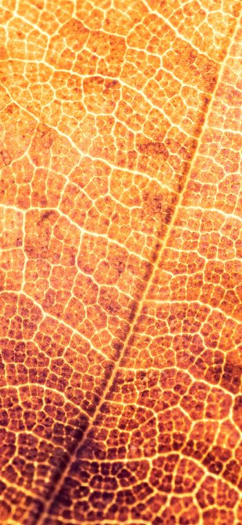 yellow leaf, macro Wallpaper 1080x2340