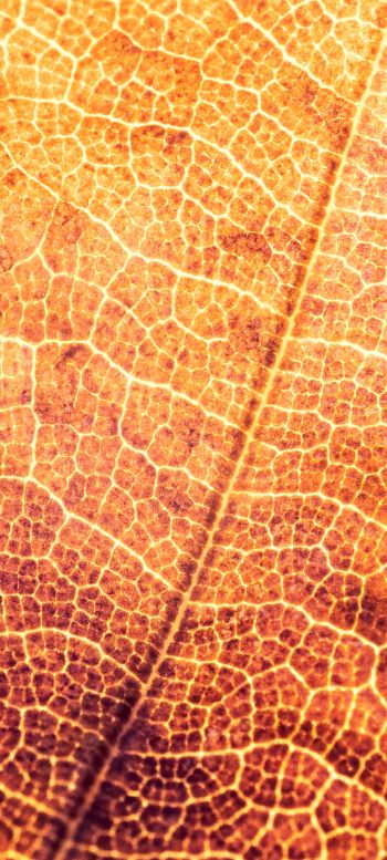 yellow leaf, macro Wallpaper 1440x3200
