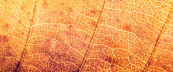 yellow leaf, macro Wallpaper 3440x1440