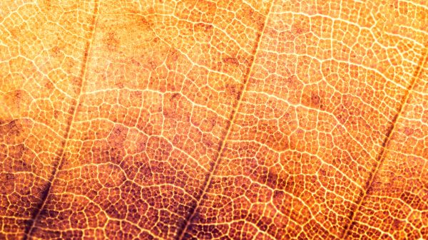 yellow leaf, macro Wallpaper 1366x768