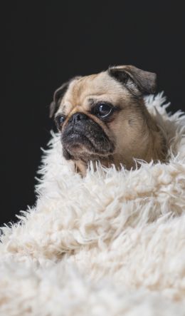 pug, sad, pet Wallpaper 600x1024