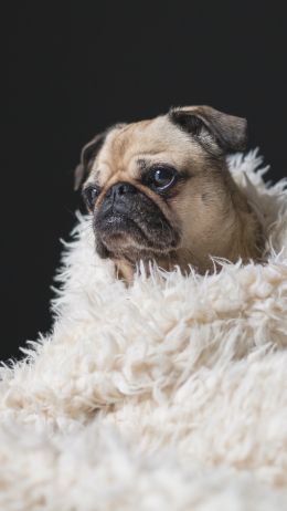 pug, sad, pet Wallpaper 720x1280