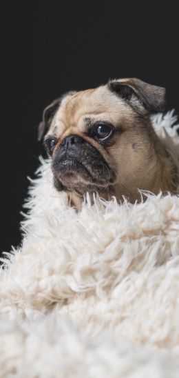 pug, sad, pet Wallpaper 1440x3040