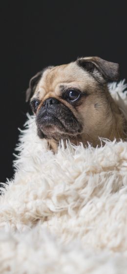 pug, sad, pet Wallpaper 828x1792