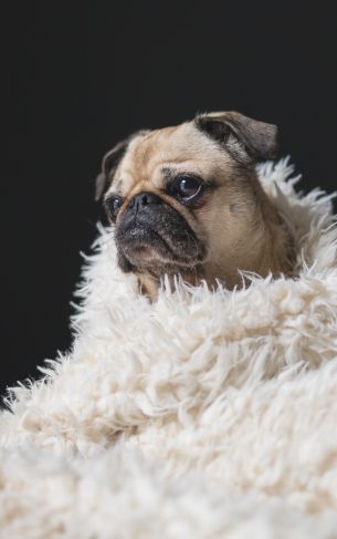 pug, sad, pet Wallpaper 1752x2800