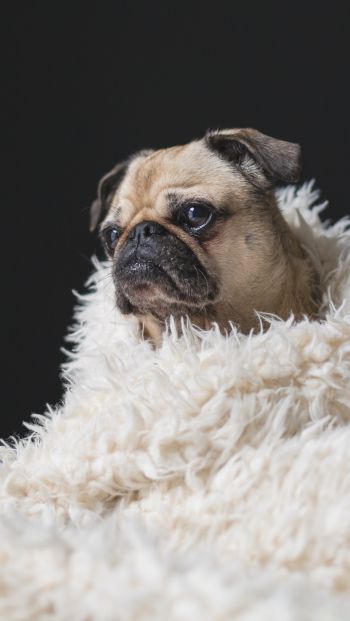 pug, sad, pet Wallpaper 640x1136