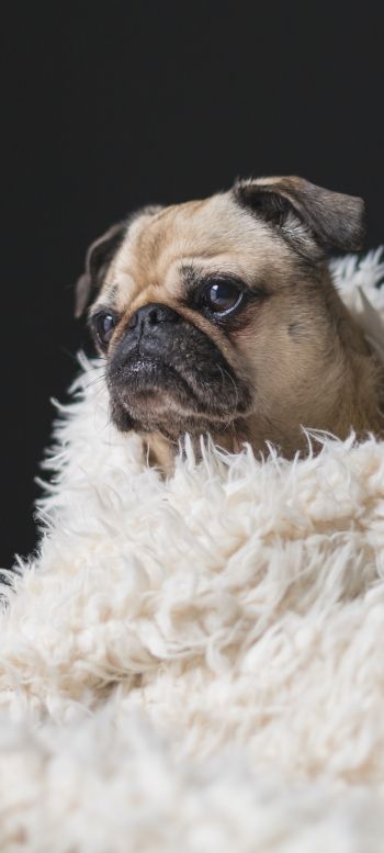 pug, sad, pet Wallpaper 1440x3200
