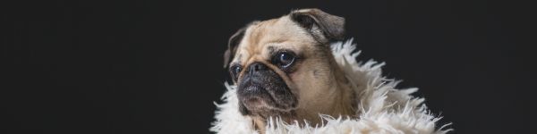 pug, sad, pet Wallpaper 1590x400