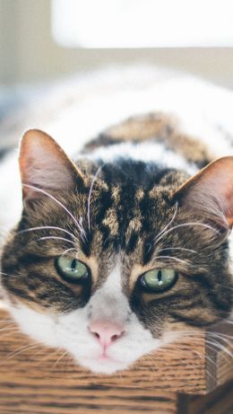 cat, look, green eyes Wallpaper 640x1136