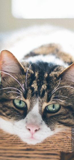 cat, look, green eyes Wallpaper 1080x2340