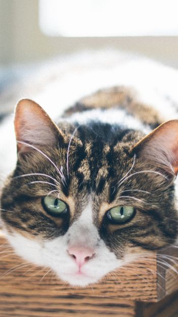 Обои 640x1136 кошка, взгляд, зеленые глаза