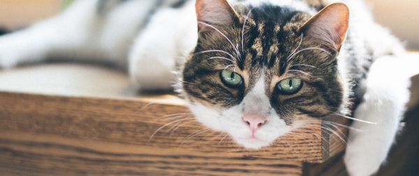 cat, look, green eyes Wallpaper 2560x1080