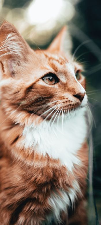 red cat, pet, look Wallpaper 720x1600
