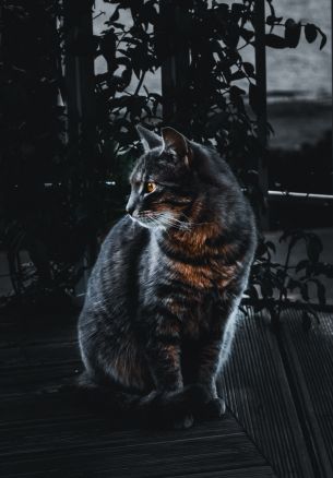 cat, pet, black Wallpaper 1640x2360