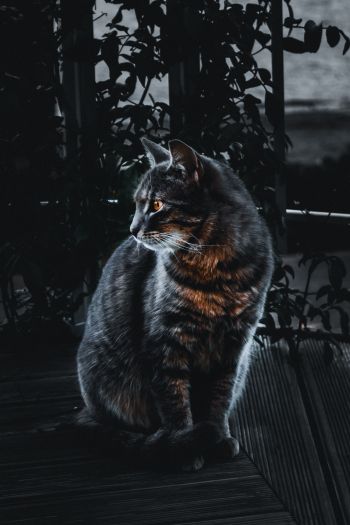 cat, pet, black Wallpaper 640x960