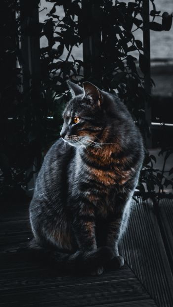 cat, pet, black Wallpaper 640x1136