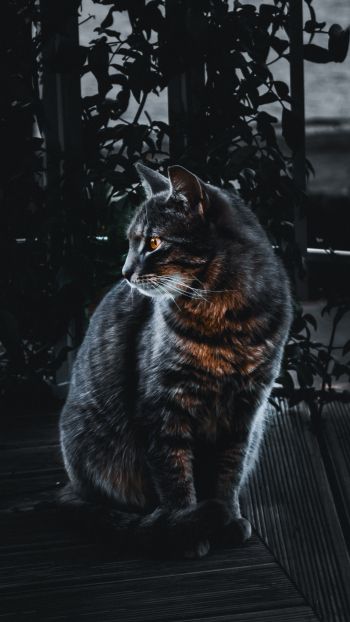 cat, pet, black Wallpaper 1080x1920