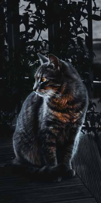 cat, pet, black Wallpaper 720x1440