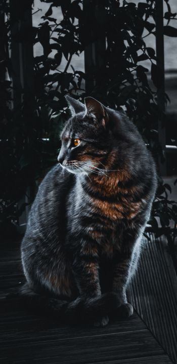 cat, pet, black Wallpaper 1440x2960