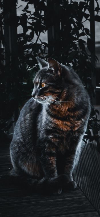 cat, pet, black Wallpaper 828x1792