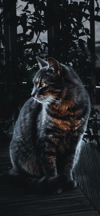 cat, pet, black Wallpaper 1080x2340