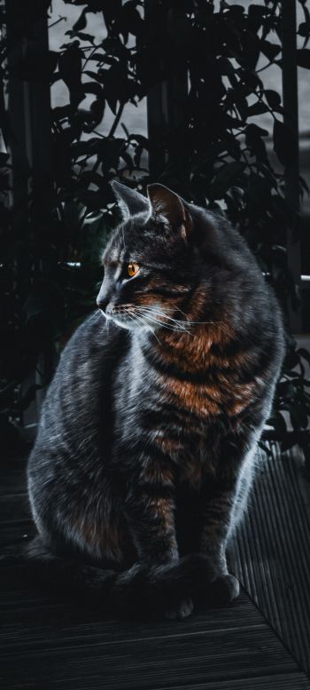 cat, pet, black Wallpaper 1080x2400