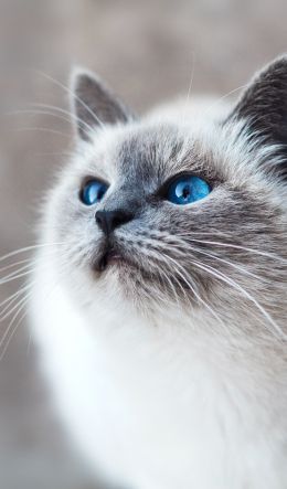 Обои 600x1024 кошка, голубые глаза, взгляд