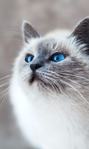 Обои 1200x2000 кошка, голубые глаза, взгляд