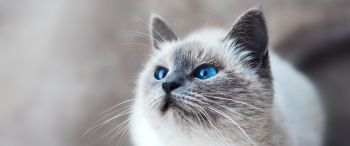 Обои 3440x1440 кошка, голубые глаза, взгляд