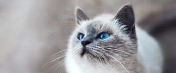 Обои 2560x1080 кошка, голубые глаза, взгляд
