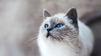 Обои 3840x2160 кошка, голубые глаза, взгляд