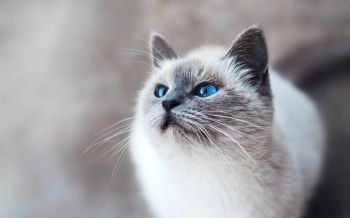 Обои 2560x1600 кошка, голубые глаза, взгляд