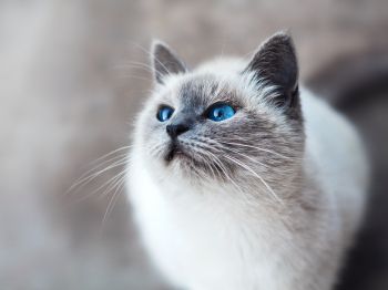 Обои 800x600 кошка, голубые глаза, взгляд
