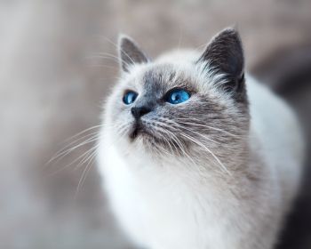 Обои 1280x1024 кошка, голубые глаза, взгляд
