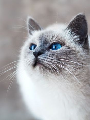 Обои 1668x2224 кошка, голубые глаза, взгляд