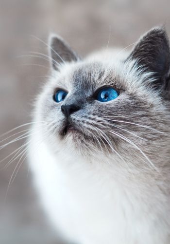 Обои 1668x2388 кошка, голубые глаза, взгляд
