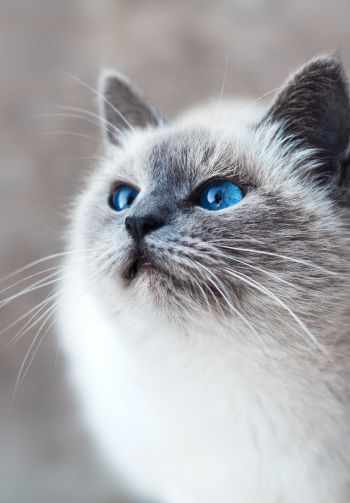 Обои 1640x2360 кошка, голубые глаза, взгляд