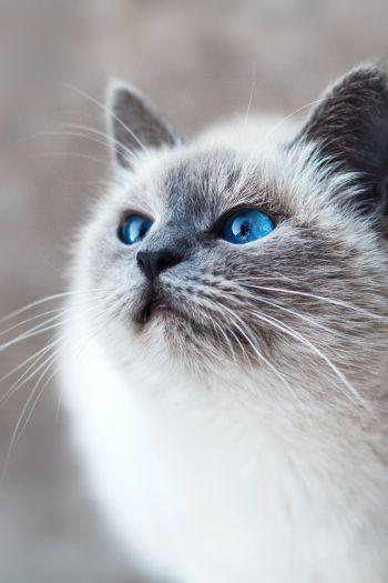 Обои 640x960 кошка, голубые глаза, взгляд