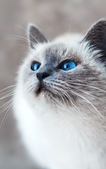 Обои 1752x2800 кошка, голубые глаза, взгляд