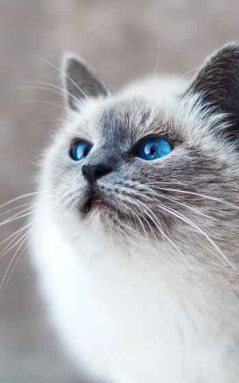 Обои 800x1280 кошка, голубые глаза, взгляд